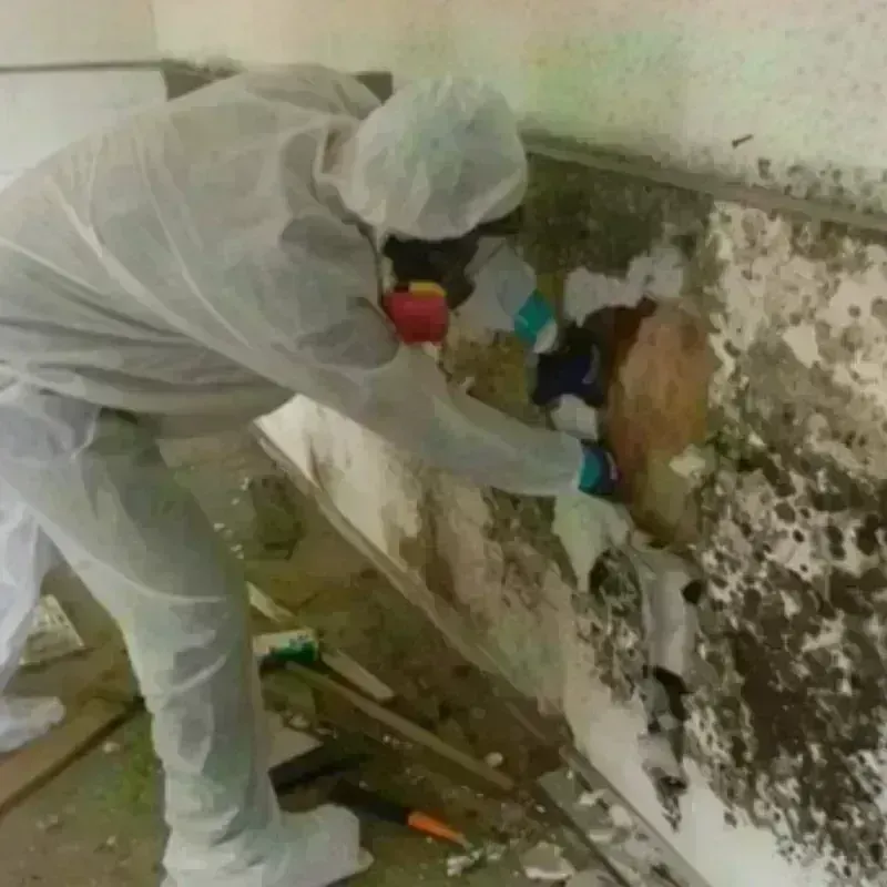 Mold Remediation and Removal in Brownsboro, TX